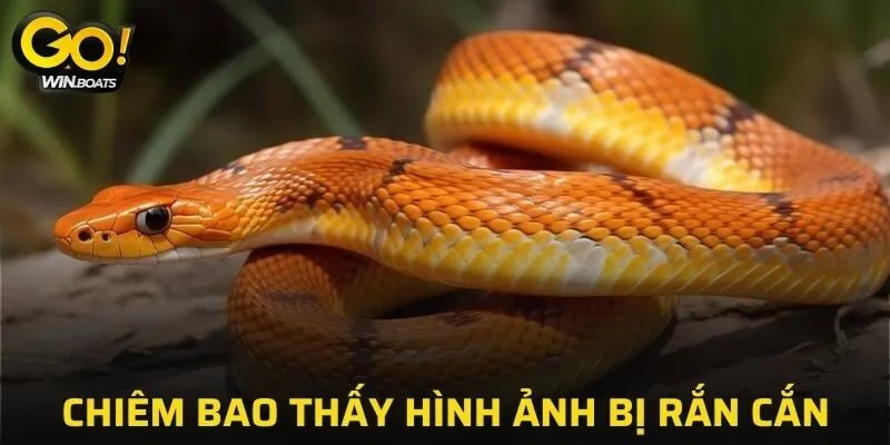 Chiêm bao thấy hình ảnh bị rắn cắn mình là điều xấu