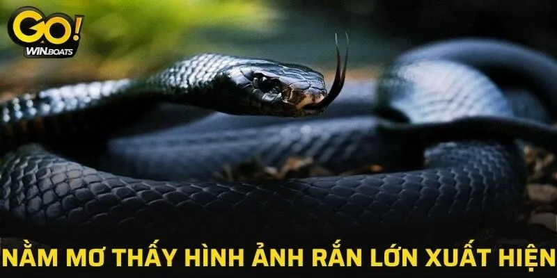 Nằm mơ thấy hình ảnh rắn lớn xuất hiện