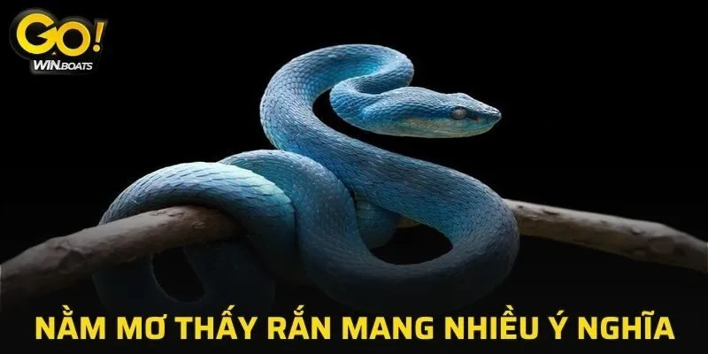 Nằm mơ thấy rắn mang nhiều ý nghĩa về phong thủy
