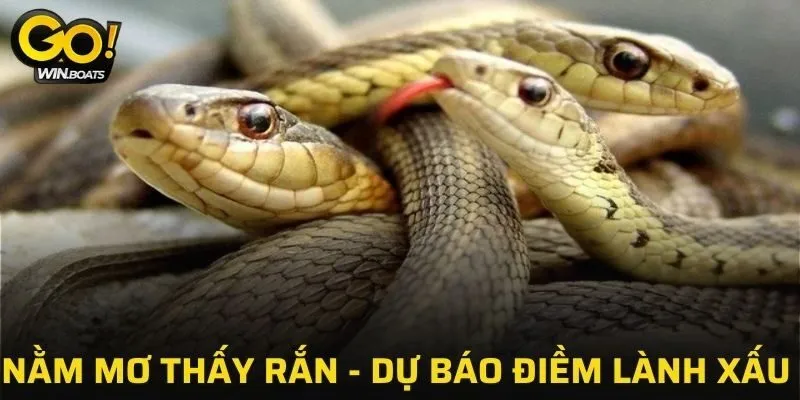 Nằm Mơ Thấy Rắn